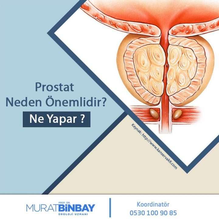 Prostat Neden Önemlidir? Ne Yapar? Prostat Neden Önemlidir? Ne Yapar?